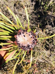 Protea pudens