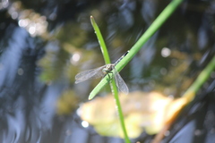 Orthetrum sabina