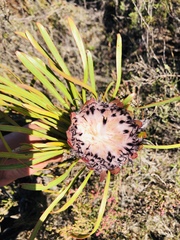 Protea pudens