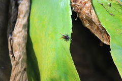 Dolichoderus thoracicus