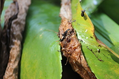 Dolichoderus thoracicus