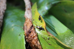 Dolichoderus thoracicus