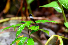 Psolodesmus mandarinus mandarinus