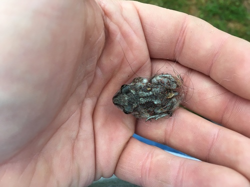 Eastern Spadefoot photographed in West Virginia