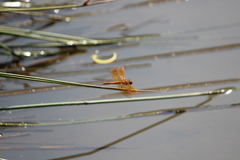 Brachythemis contaminata