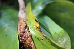 Dolichoderus thoracicus