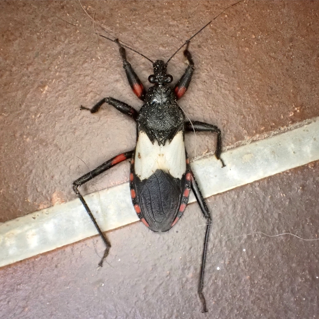 Microtomus cinctipes
