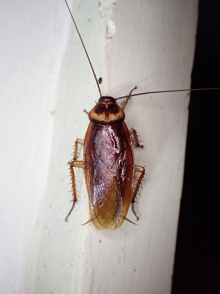 American Cockroach from San Juan, Bolivia on February 18, 2025 at 09:56 ...