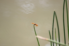 Brachythemis contaminata
