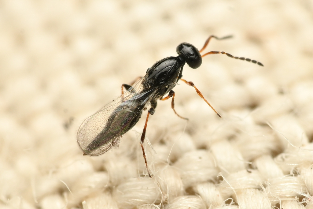 Metanopedias brunneipes