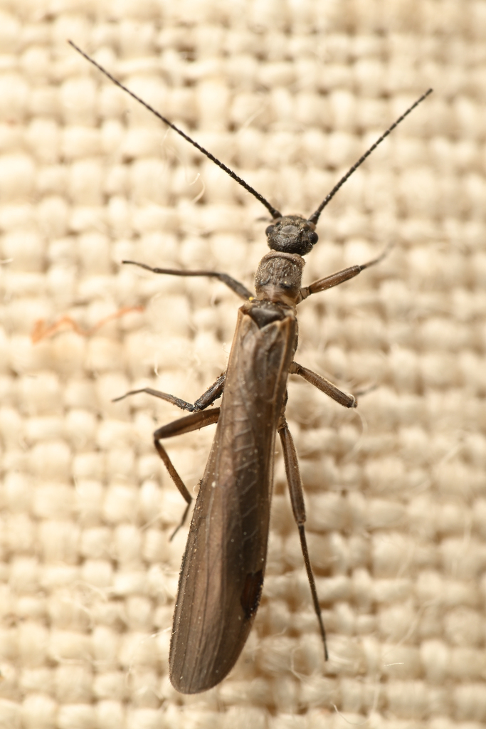 Elsmere Needlefly