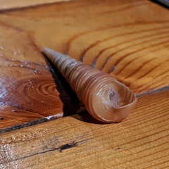 Turritella terebra