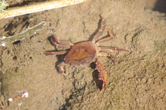 Parathelphusa convexa