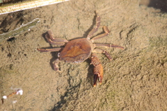 Parathelphusa convexa