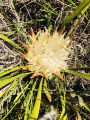 Protea aspera