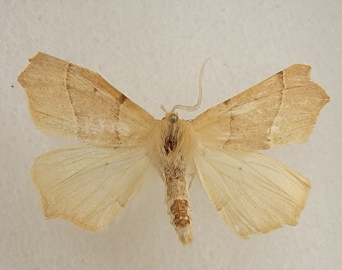 iNaturalist observation photo of Slant-Lines