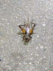 Teleogryllus occipitalis