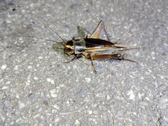 Teleogryllus occipitalis