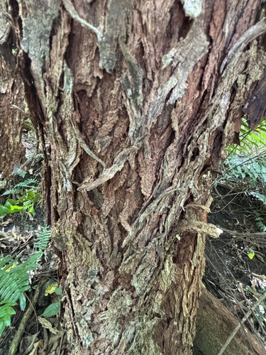 Foto de Olho-de-cabra