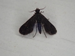 Elophila tinealis