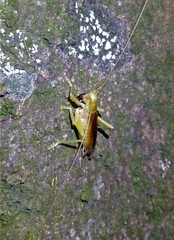 Eugryllacris cylindrigera