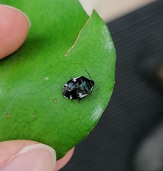 Tritomegas sexmaculatus