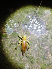 Eugryllacris cylindrigera