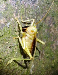 Eugryllacris cylindrigera