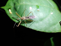 Epidaus