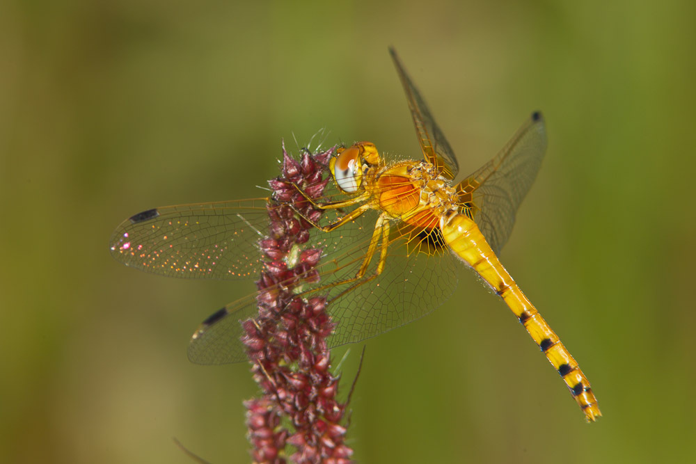 Spot-winged Meadowhawk