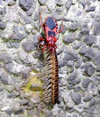 Haematoloecha nigrorufa