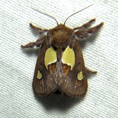 Euclea nanina
