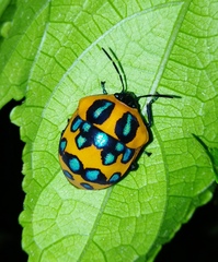 Poecilocoris druraei