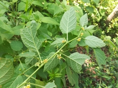 Witheringia mexicana