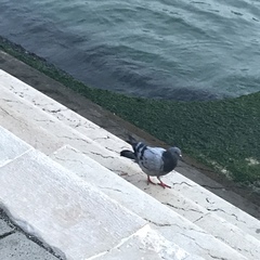Columba livia domestica