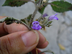 Hygrophila corymbosa
