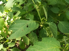 Witheringia mexicana