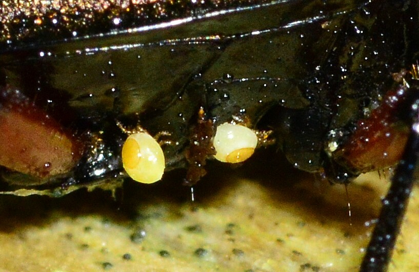 Stylochirus fimetarius (Müller, 1860)