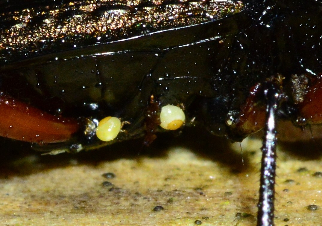 Stylochirus fimetarius (Müller, 1860)