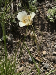 Calochortus subalpinus