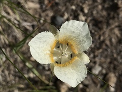 Calochortus subalpinus