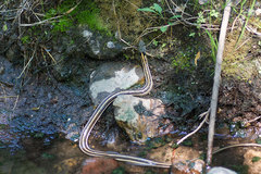 Thamnophis cyrtopsis cyrtopsis
