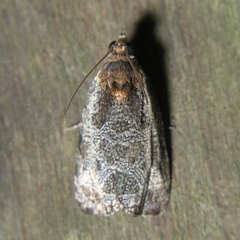 Olethreutes inornatana