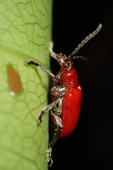 Lilioceris formosana