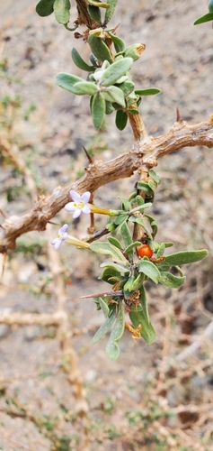 Arabian boxthorn (Lycium shawii)