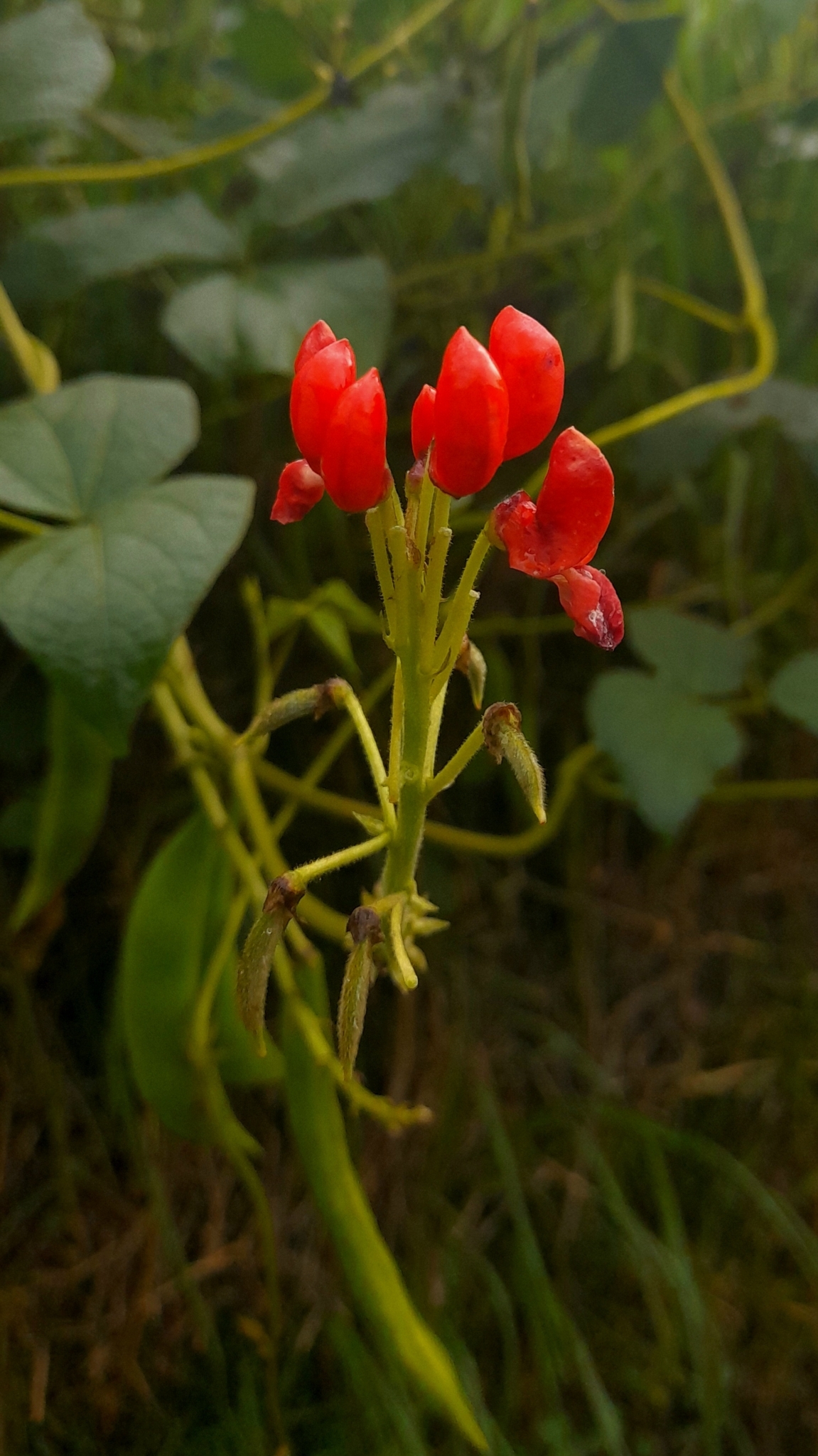 Imagem de Feijão-de-corda