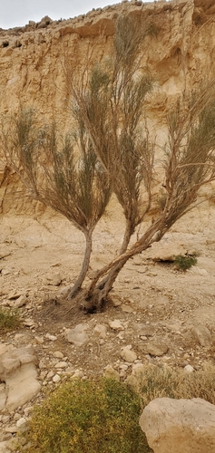 Image of Retama raetam by (c) Mitch Van Dyke, some rights reserved (CC BY)