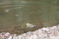Lithobates chiricahuensis
