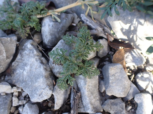 Cut-leaved germander (Teucrium botrys)