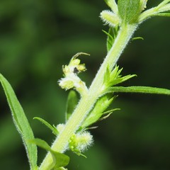 Rhopalomyia anthophila